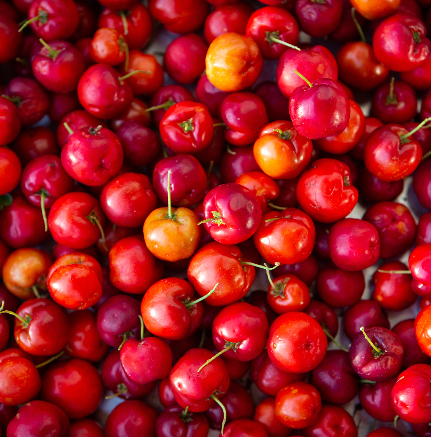 Close up of Acerola cherries