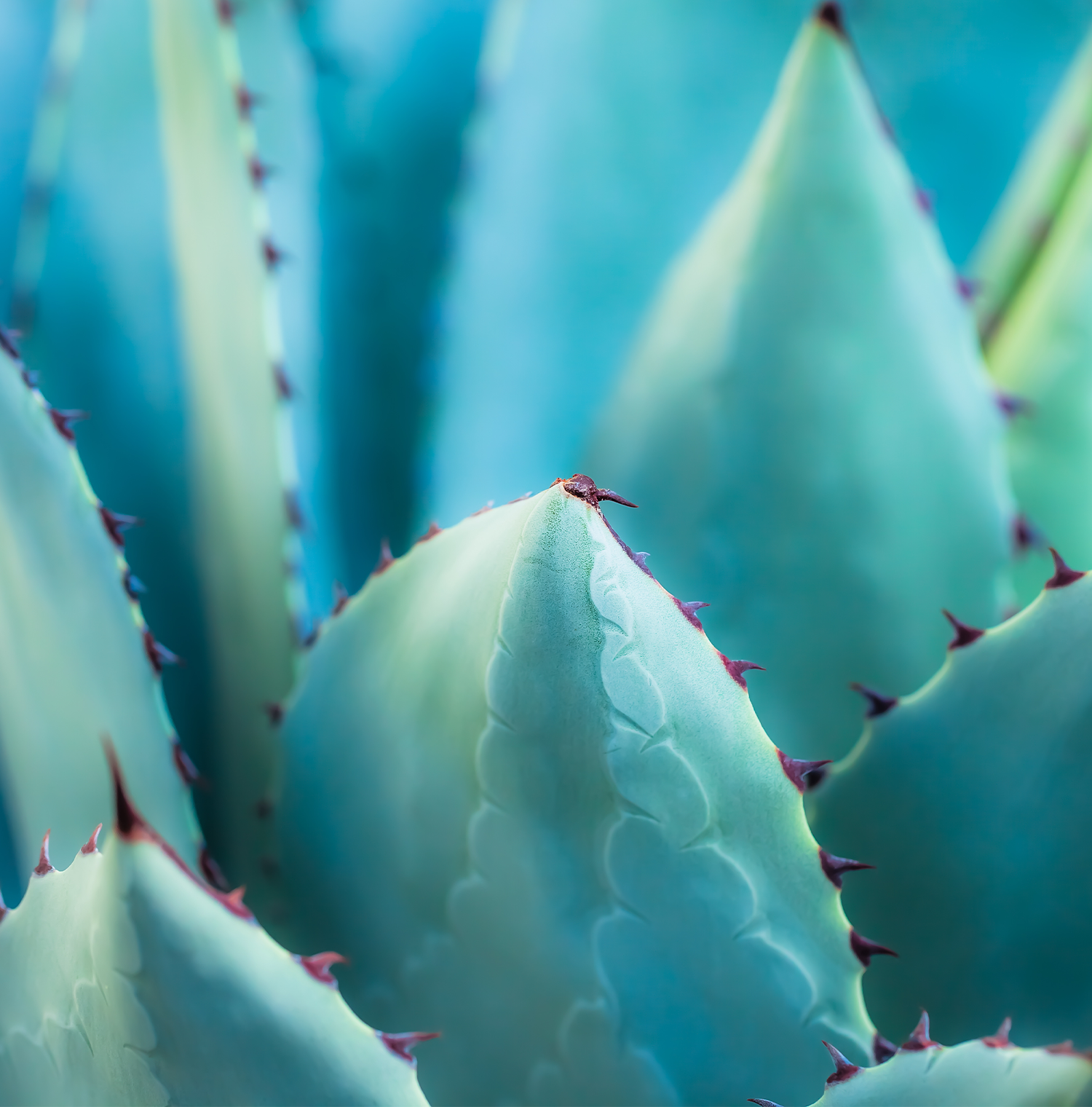 Close up image of Agave