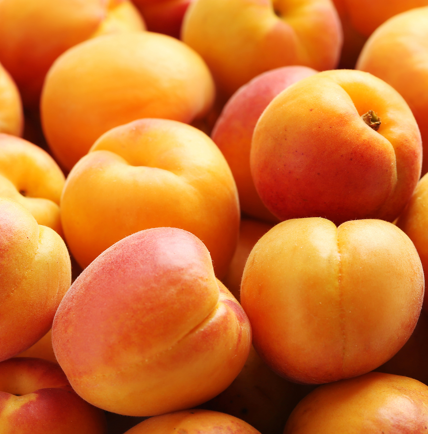 A close up image of a many apricots.