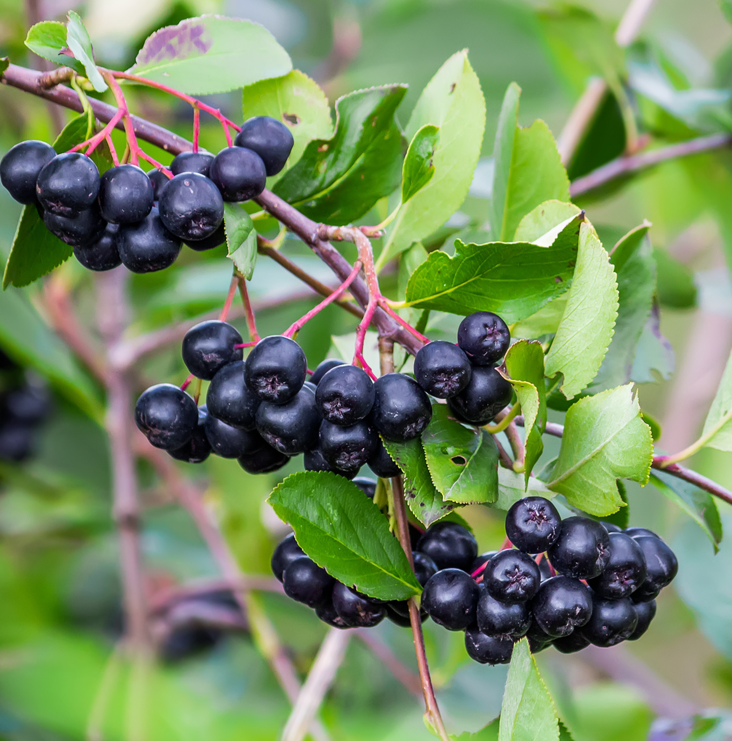 Several aronia fruits on a branch