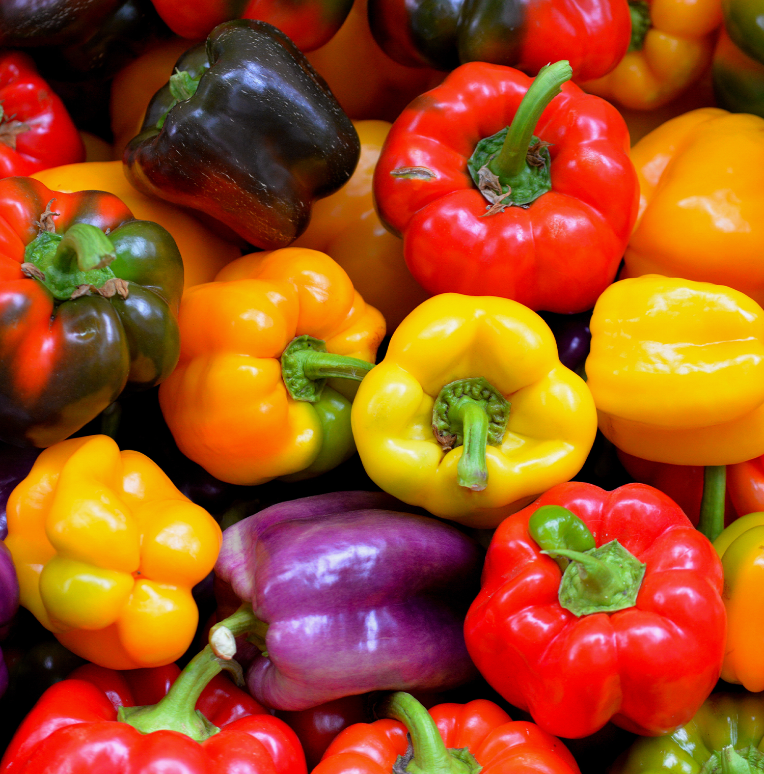 A colorful assortment of bell peppers