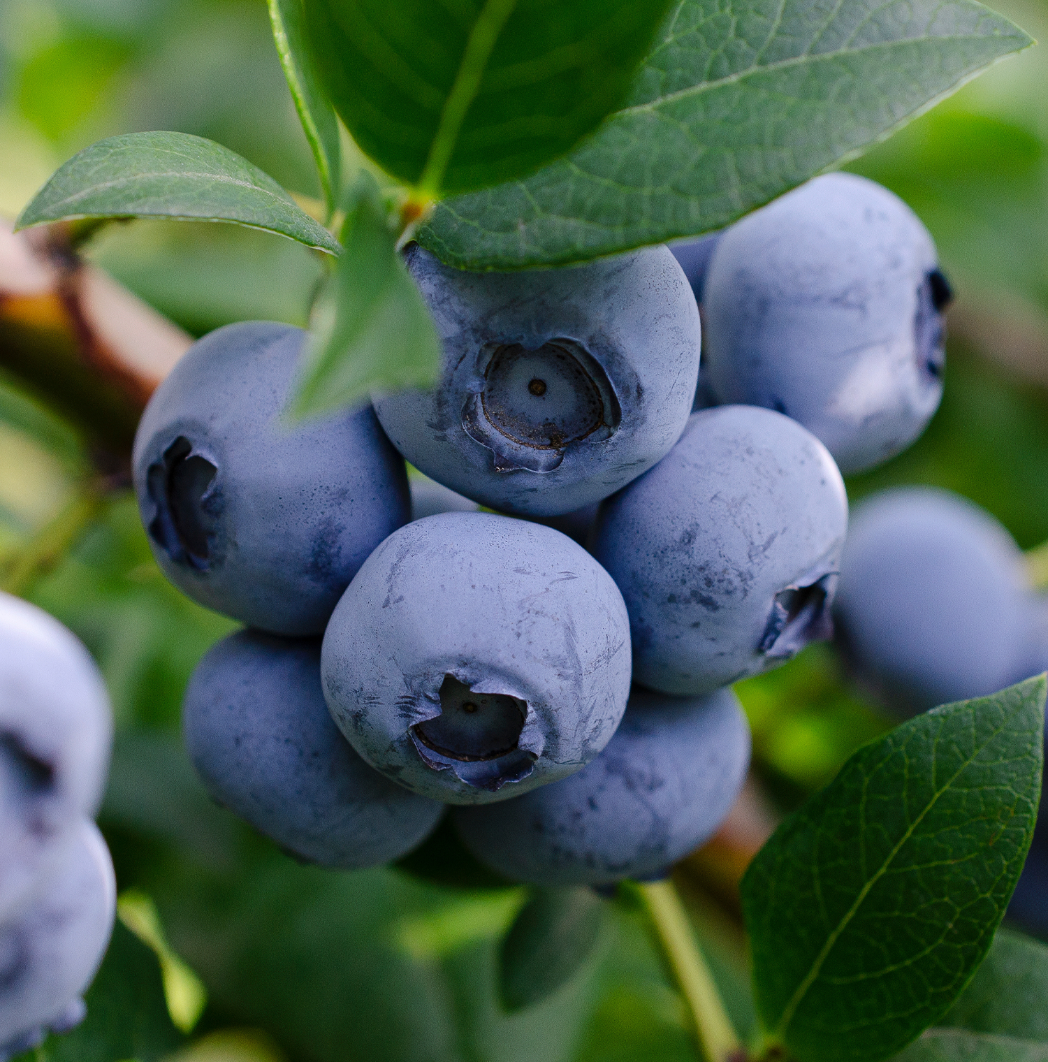 Bilberries on a branch