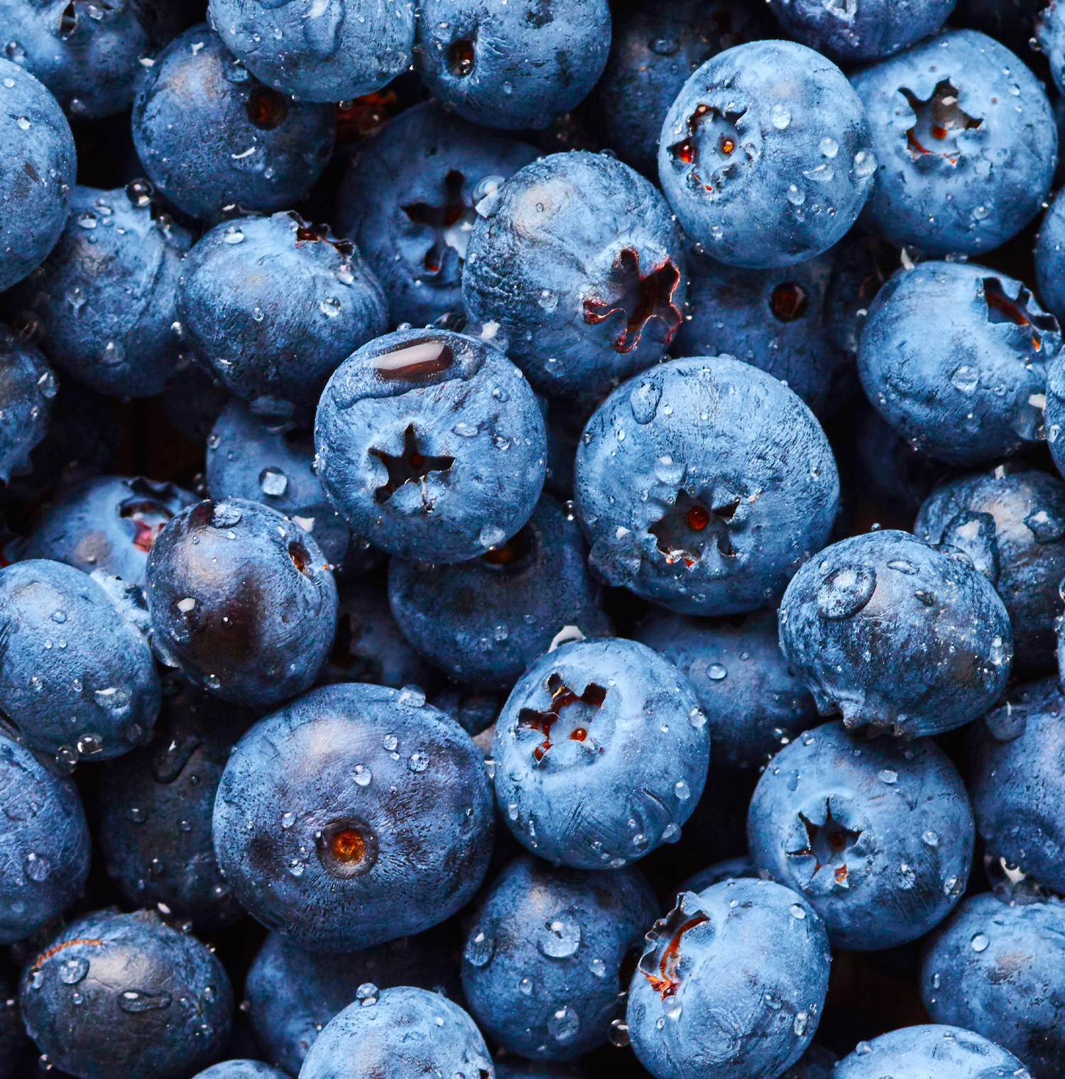 A close up image of Blueberries.