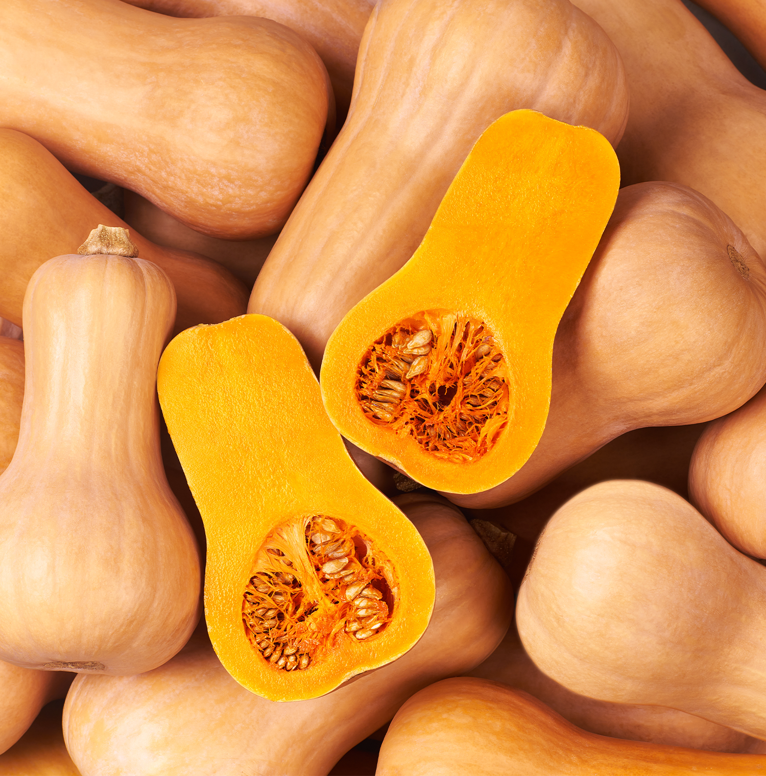 An assortment of beige colored butternut squashes. One is cut in half, revealing a golden yellow flesh.