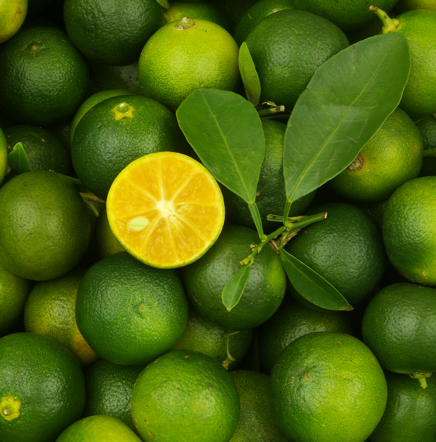 Fresh calamansi fruits with vibrant green rinds, featuring one sliced open to reveal its bright yellow-orange interior. Surrounded by glossy green leaves, these citrus fruits are ideal for making calamansi juice, puree, or juice concentrate. Known for their tangy flavor and versatile uses, calamansi from Encore Fruit is perfect for beverages, marinades, and desserts, adding a zesty kick to recipes or enhancing culinary presentations