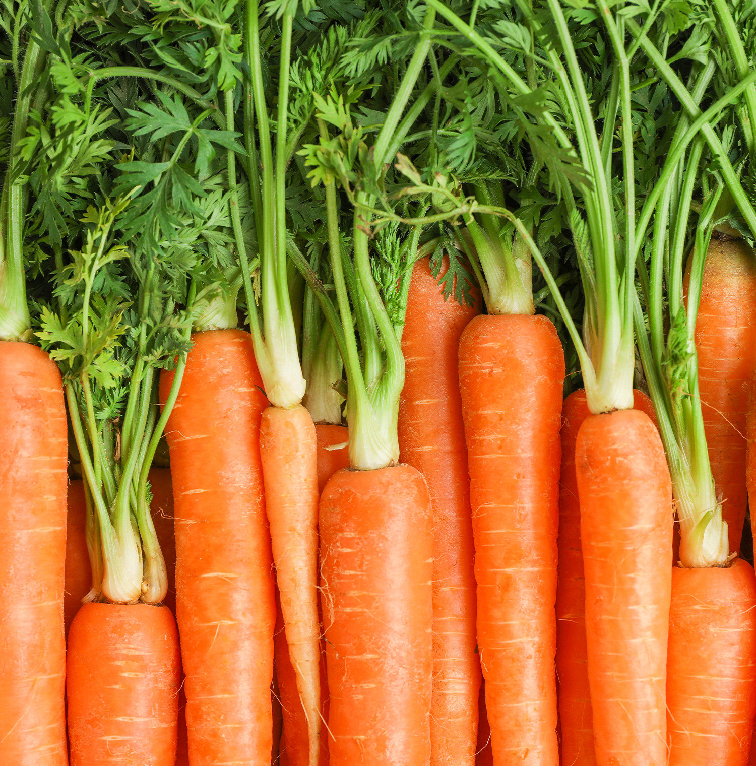 Close up image of Carrots