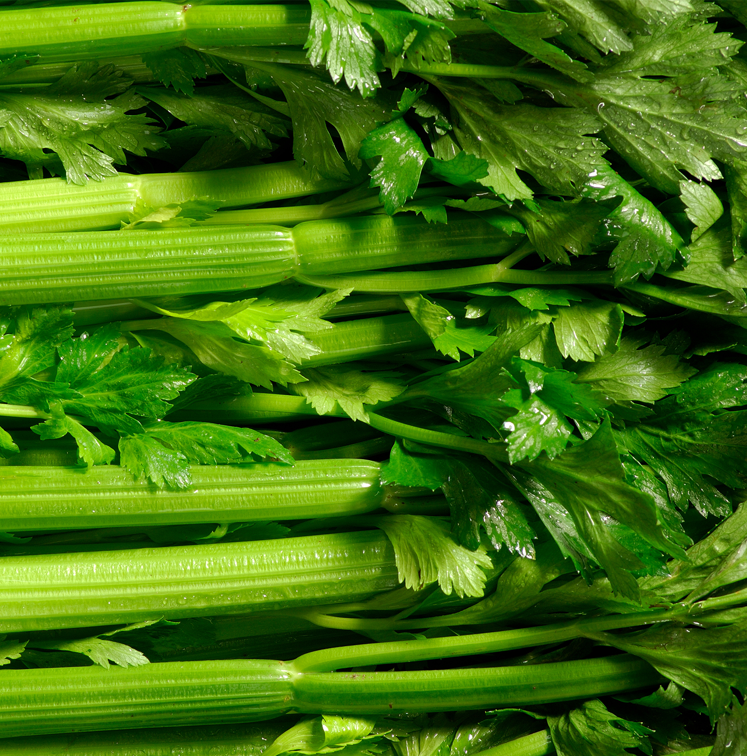 Close up image of Celery