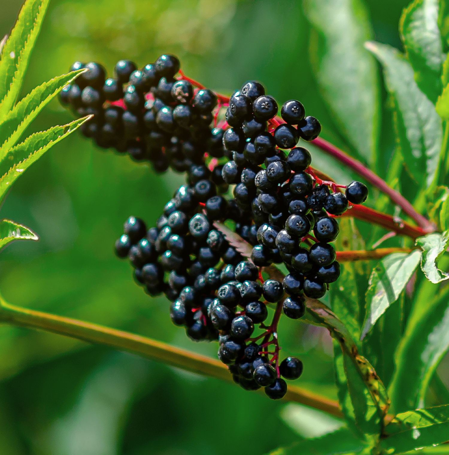 A bushel of elderberries on a branch