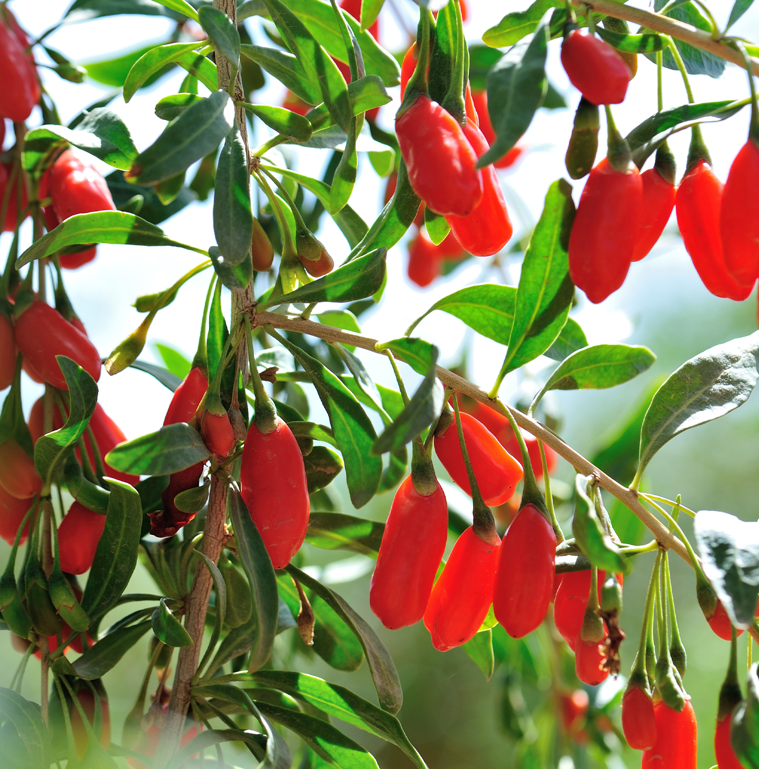 A close up image of a shrub branch full of goji berries