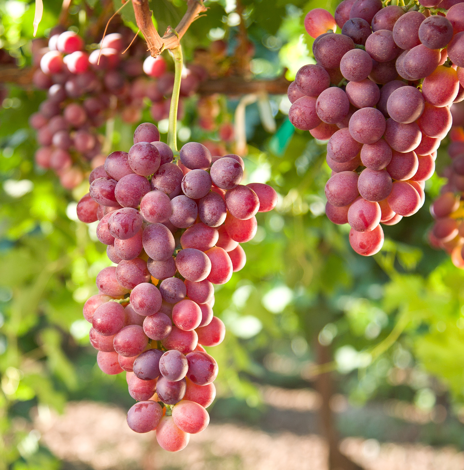 Several bunches of red grapes hanging from a vine