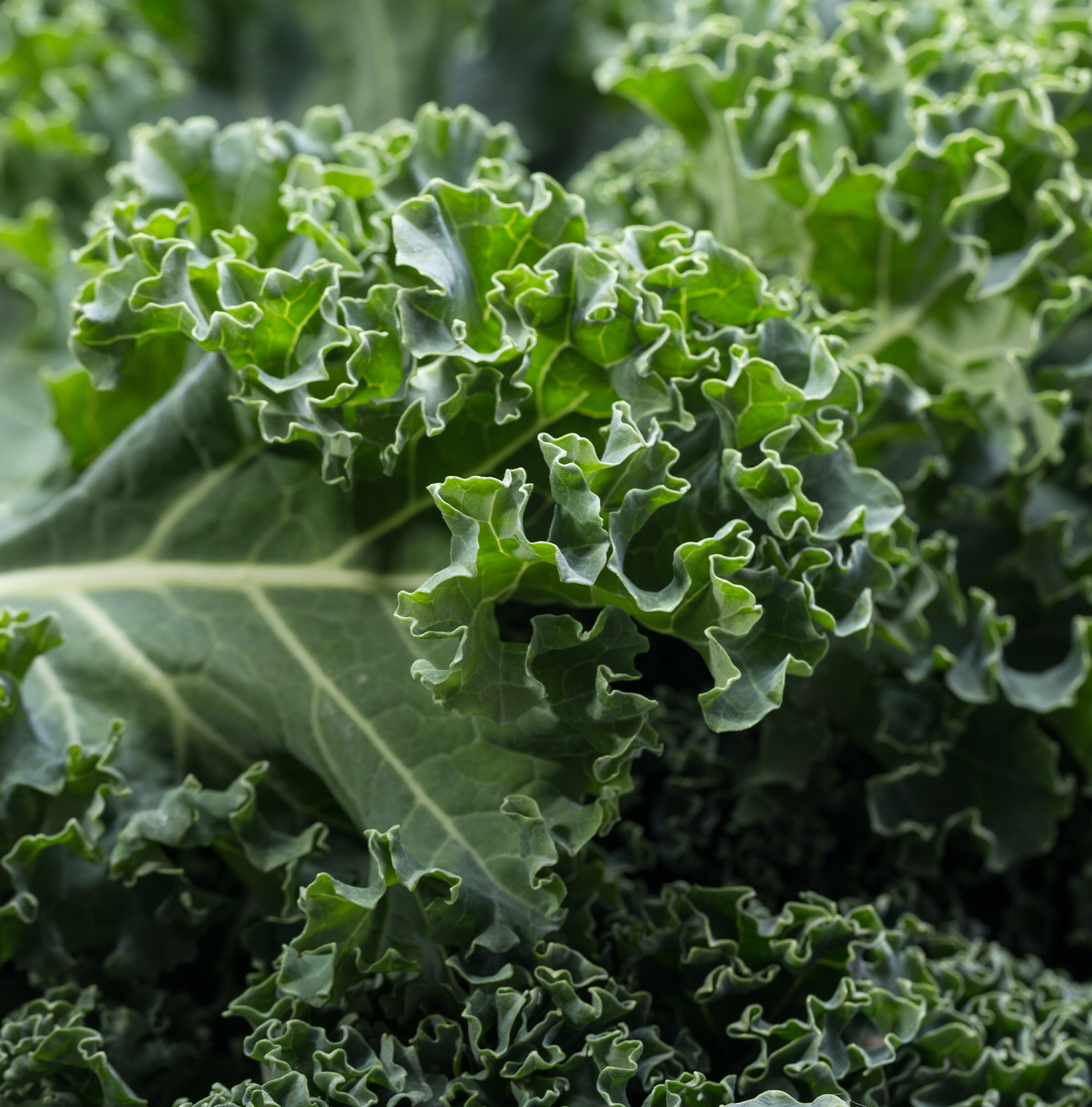 Close up image of Kale