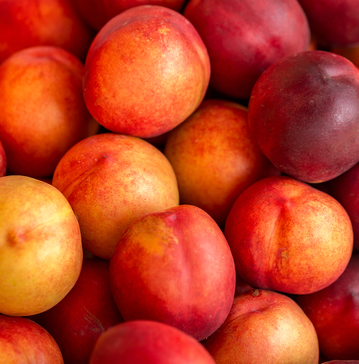 Close up image of Nectarines.