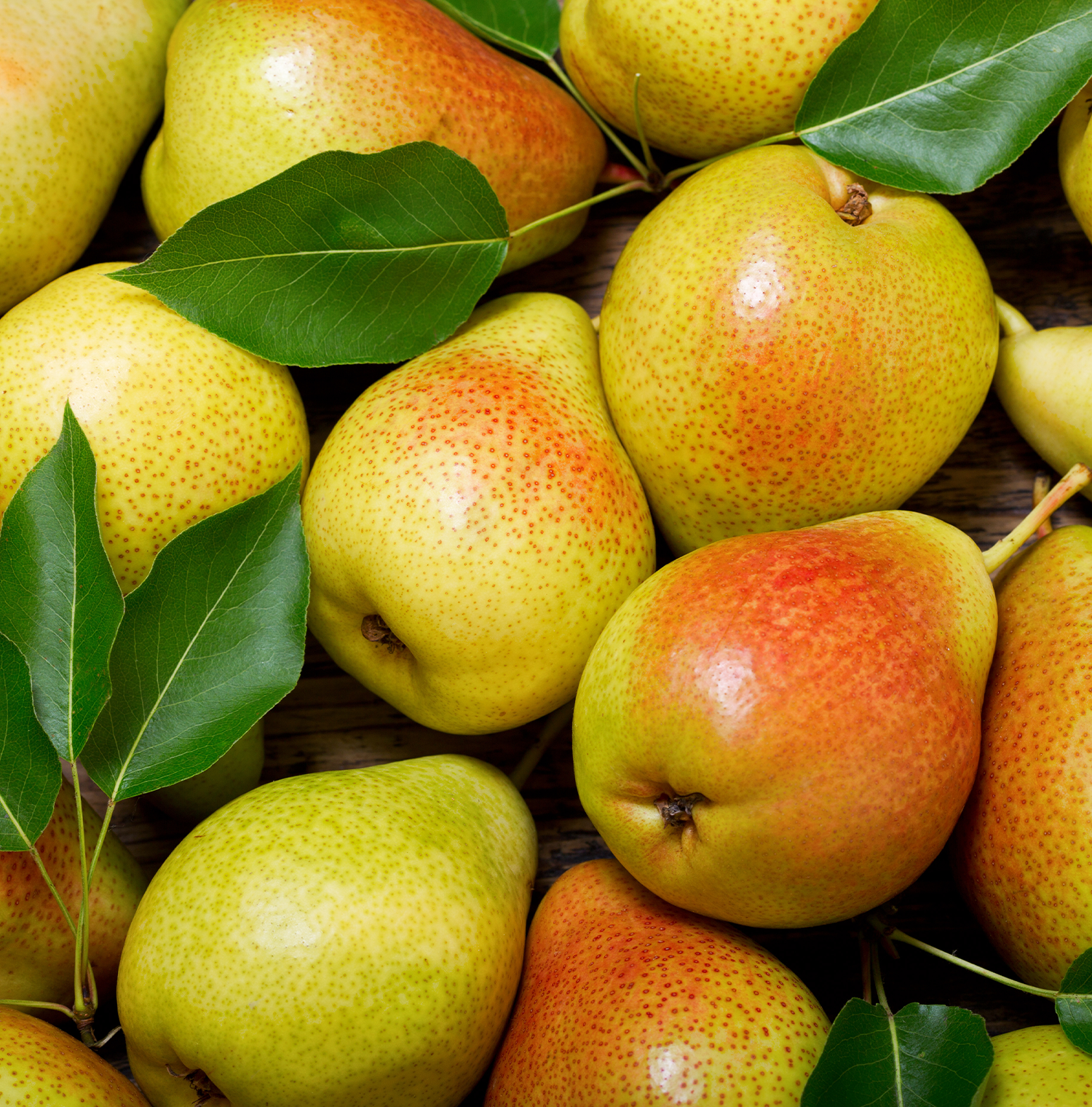 A close up image of many pears