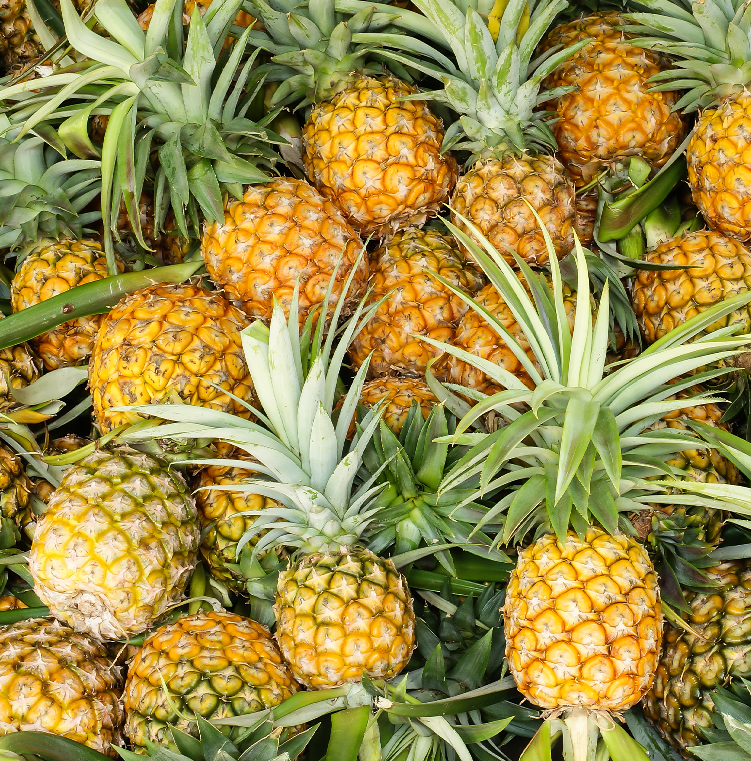 An assortment of whole pineapples