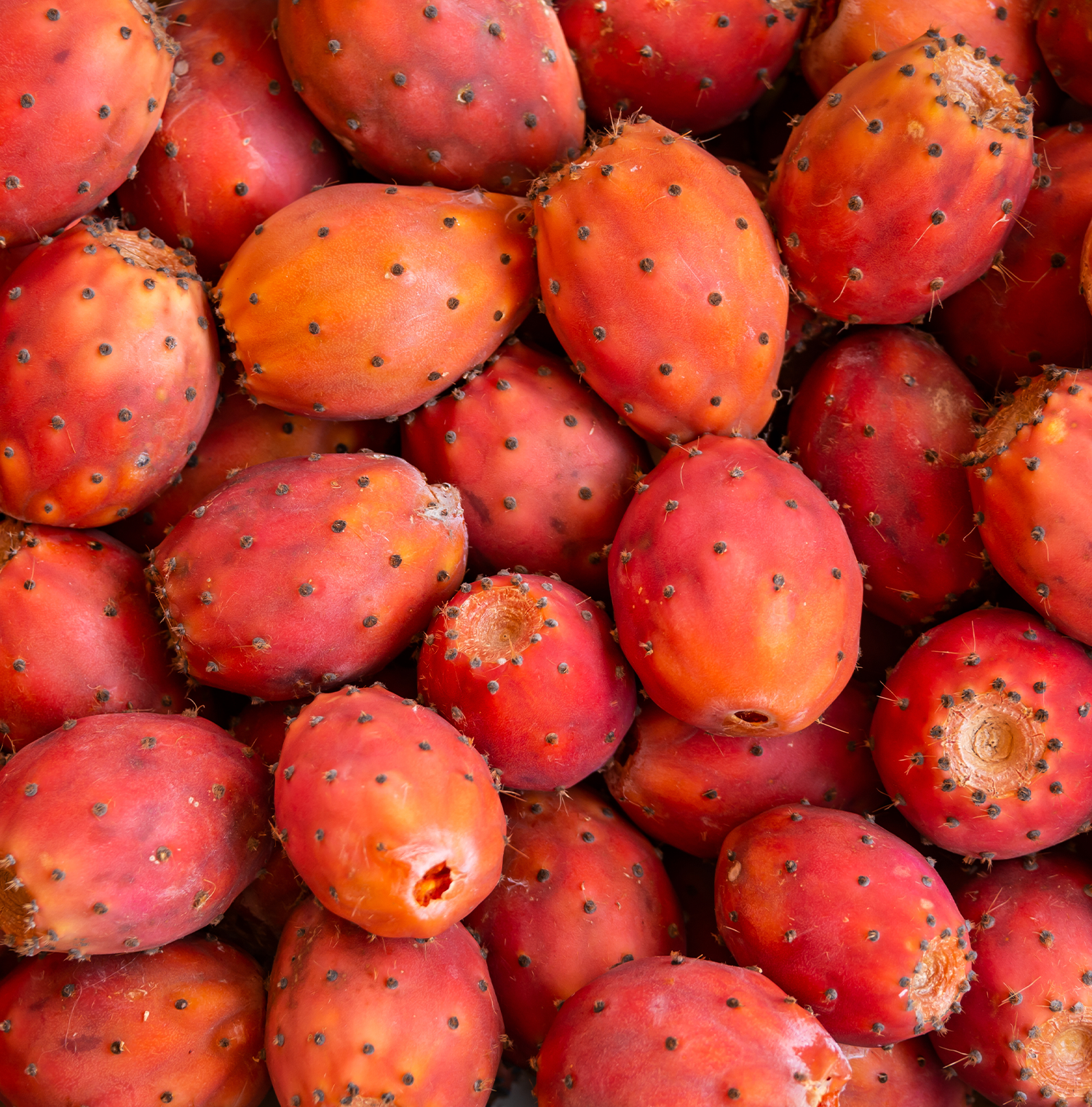 Bright and vibrant prickly pear fruits with a rich red-orange hue, covered in tiny spines, perfect for creating fresh juice, puree, or juice concentrate. These cactus fruits, known for their sweet and slightly tangy flavor, are a versatile ingredient in beverages, desserts, and sauces. Prickly pears from Encore Fruit deliver exceptional quality and taste, ideal for enhancing recipes or showcasing their natural beauty in culinary creations.