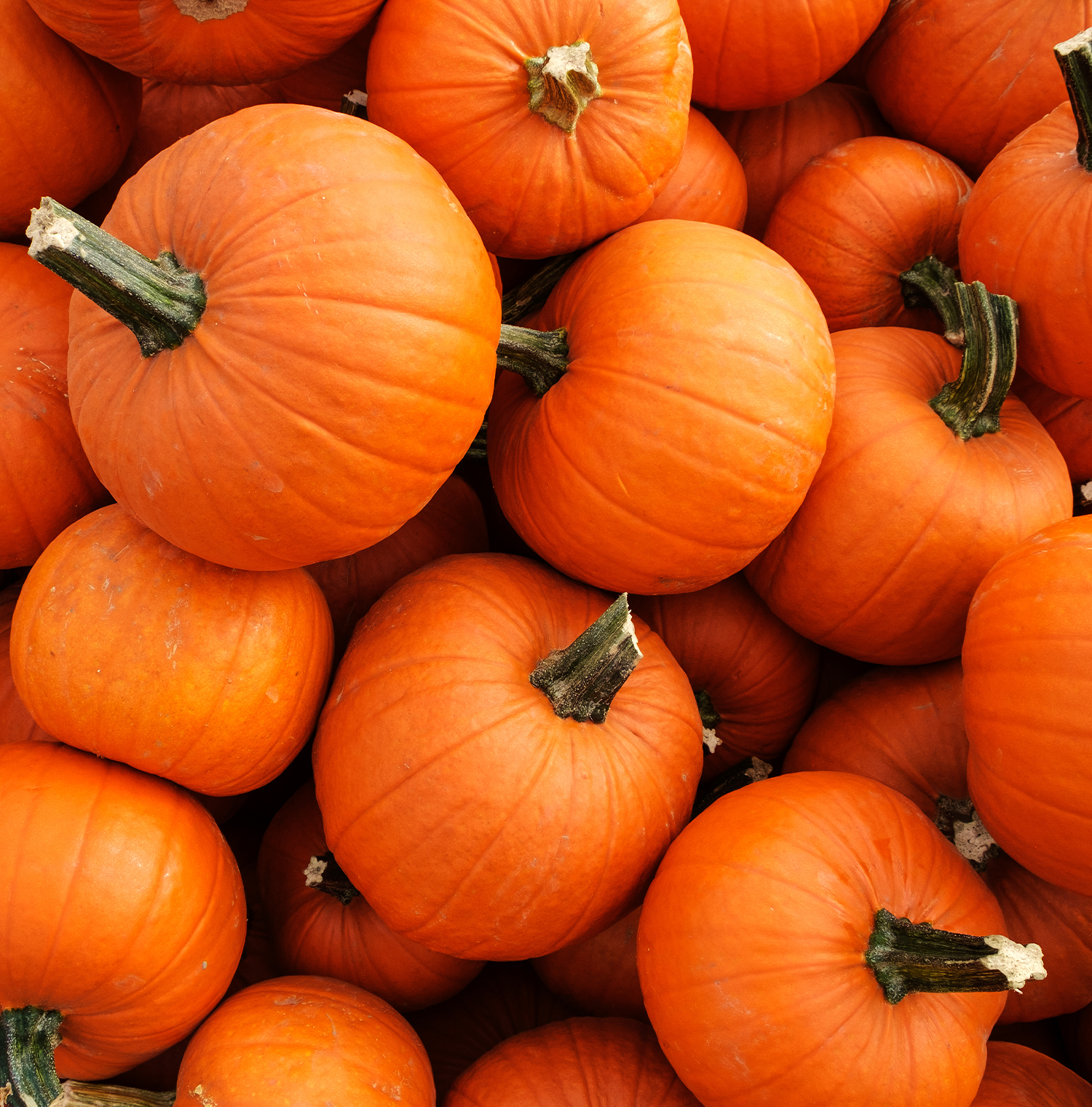 A variety of whole orange pumpkins