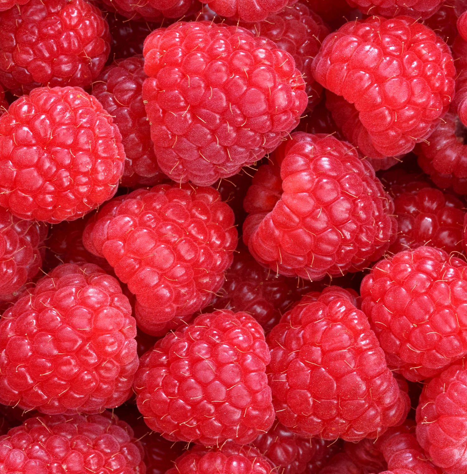 A close up image of many raspberries