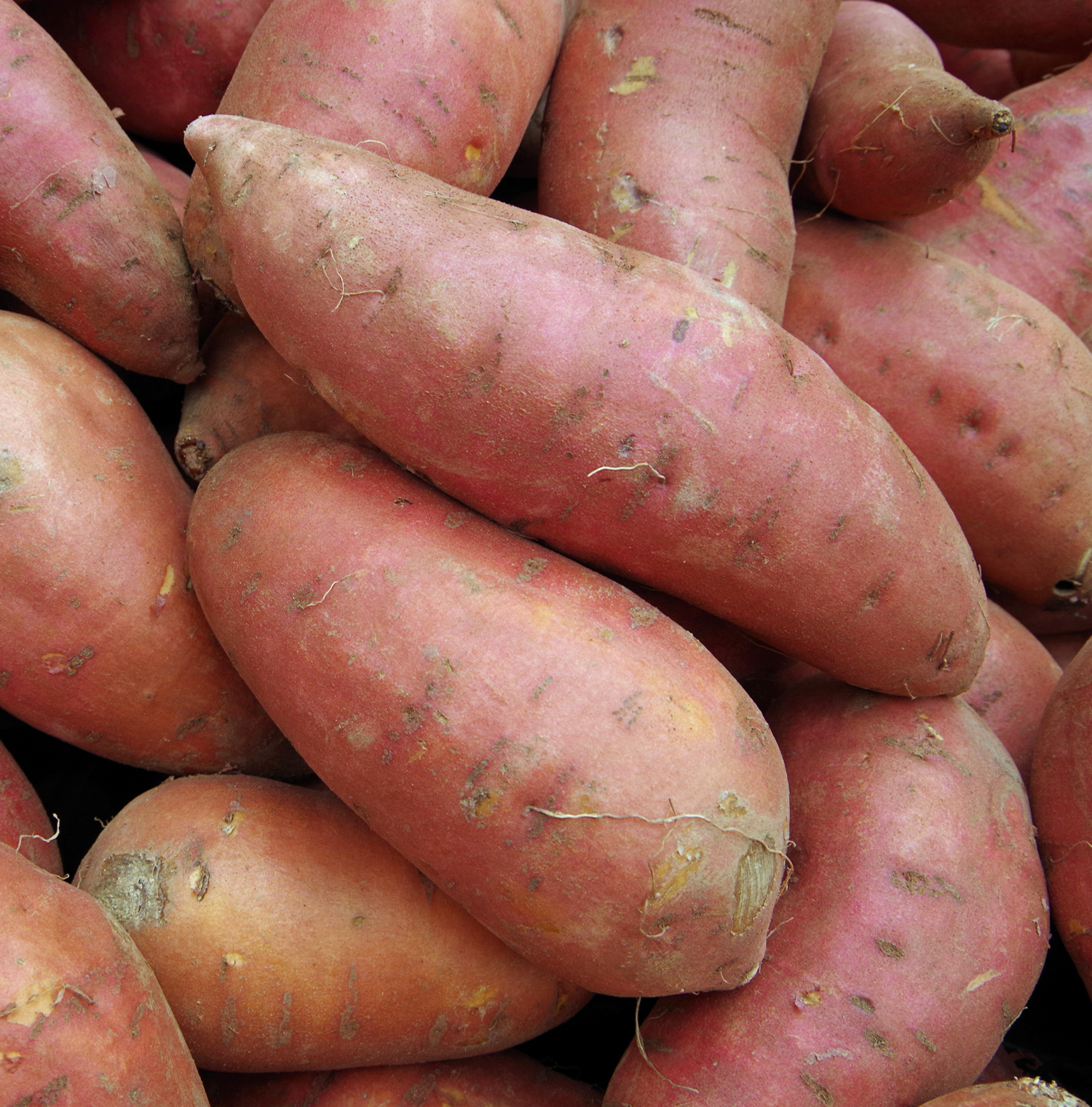 Close up image of whole intact Sweet Potatoes.