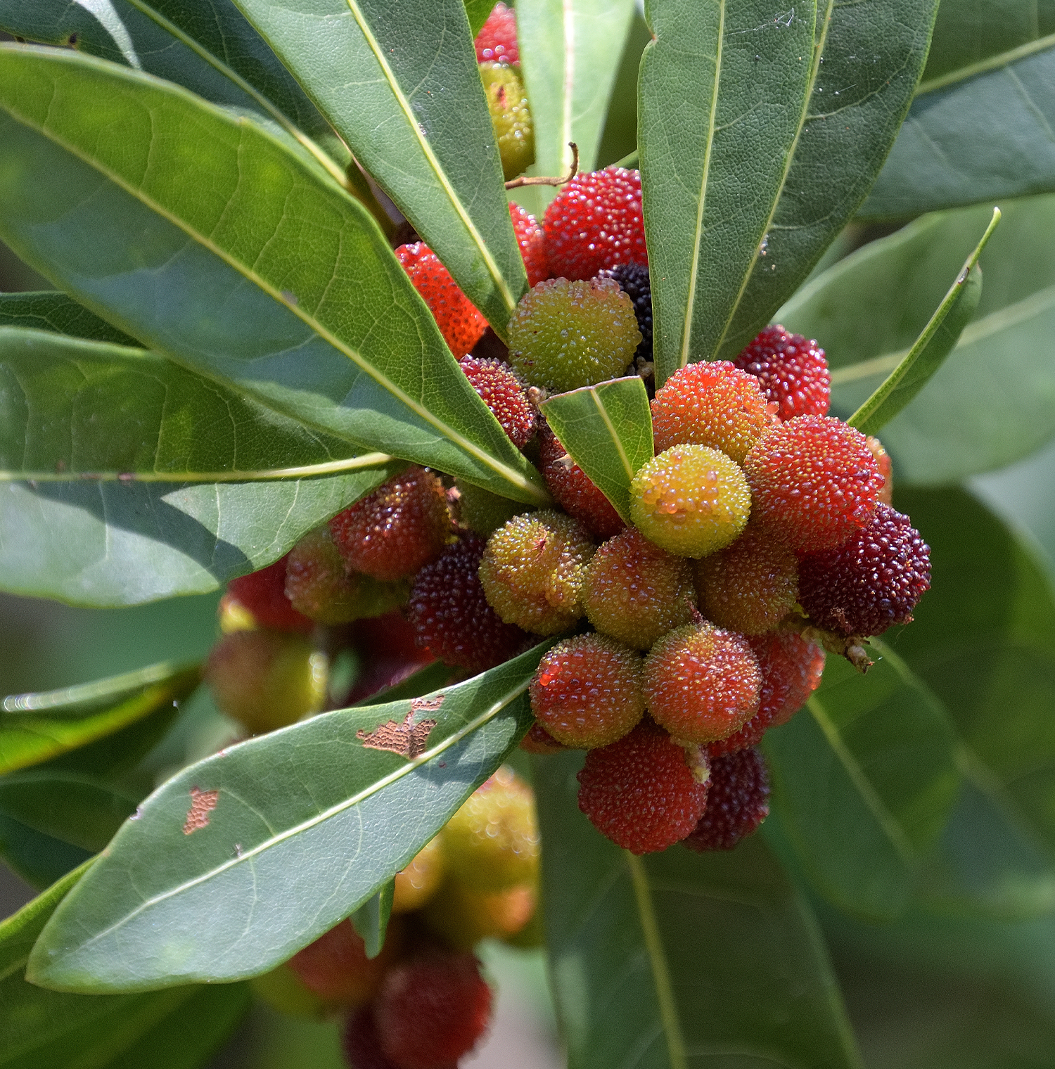 A bushel of red Yumberries.