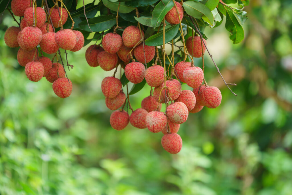 Fresh lychees hanging from a tree branch, showcasing the ripe fruit used to produce high-quality Lychee Puree for food and beverage applications.