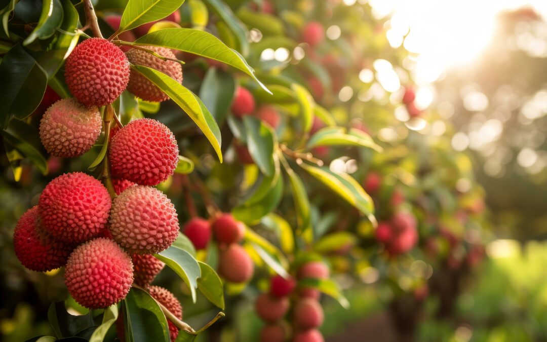 Lychee Puree: The Exotic Ingredient Transforming Food & Beverage Innovation